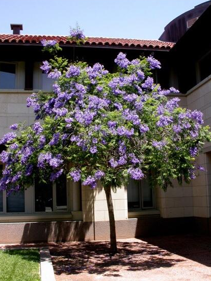 蓝花楹的植物学特点及观赏与利用价值分析