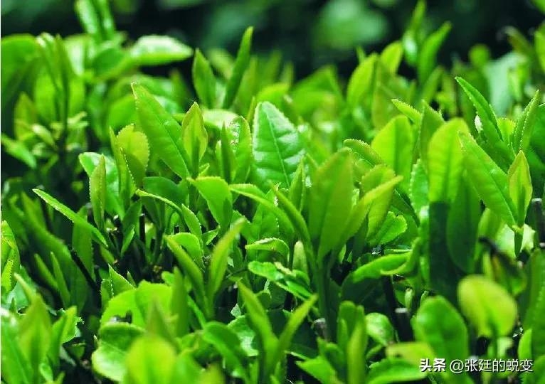 永川秀芽绿茶：历史、产地及加工工艺详解