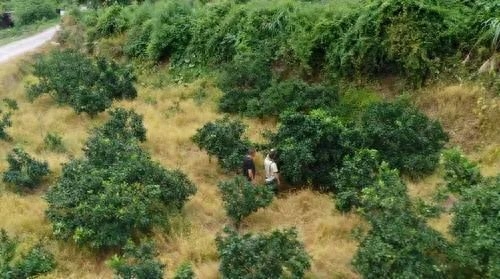 江西密溪村脐橙产业发展：如何实现乡村振兴