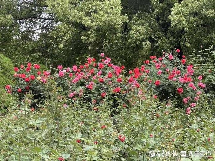 江西樟树：古老而神奇的药都之树