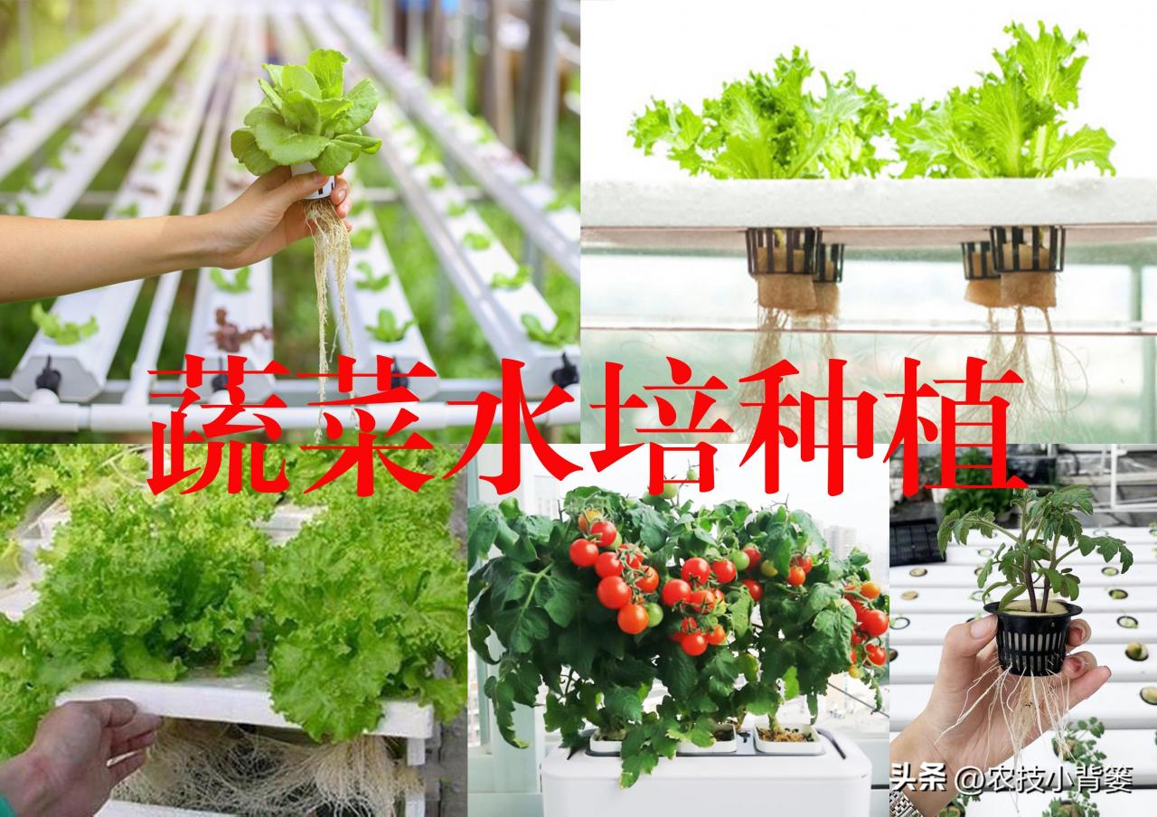 家庭水培蔬菜种植方法与技巧，轻松享受绿色无公害蔬菜-安远脐橙