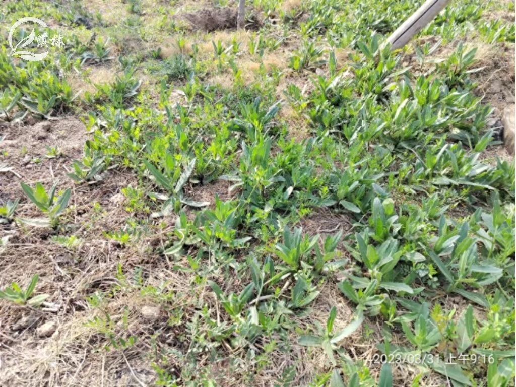 结缕草草坪养护管理：如何有效解决菊科和豆科杂草问题