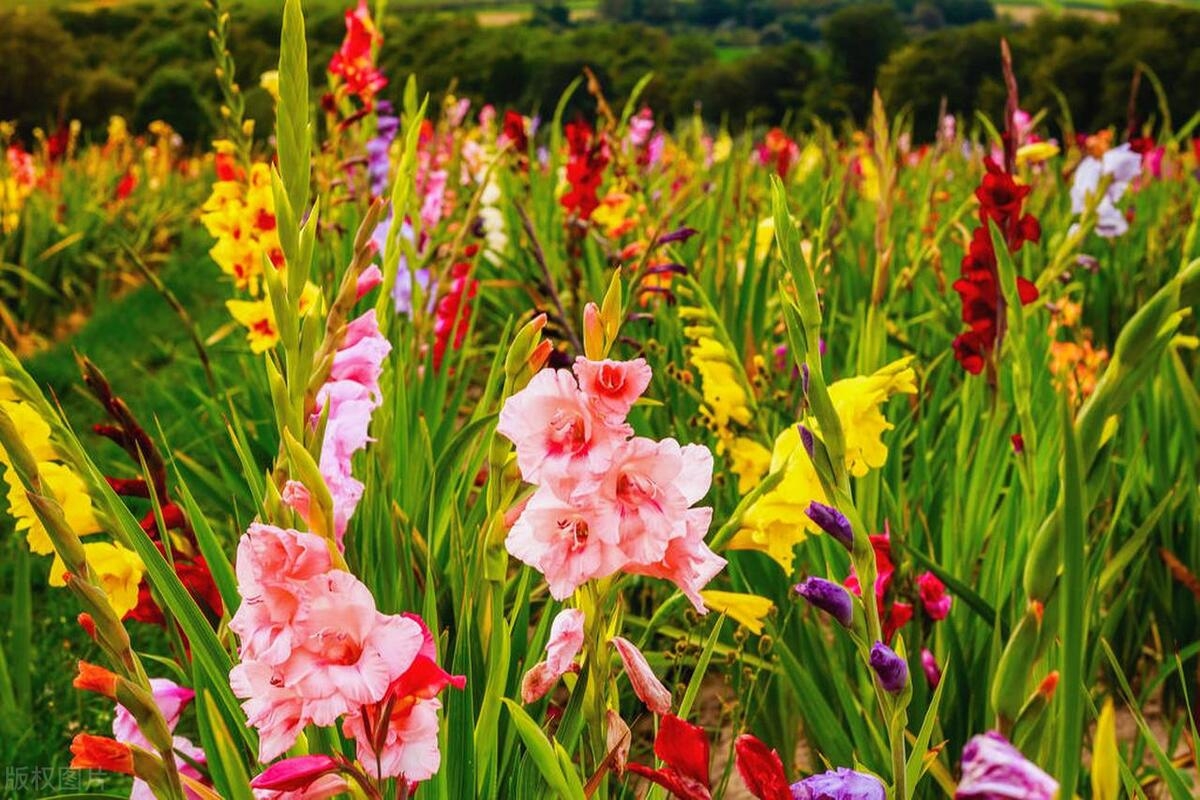 夏季唐菖蒲养护指南，打造花海景观，保持健康美丽-安远脐橙网-江西赣南脐橙批发、零售、代理综合信息平台