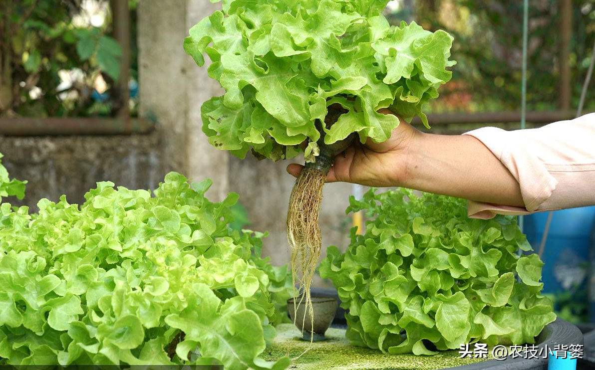家庭水培蔬菜种植方法与技巧，轻松享受绿色无公害蔬菜