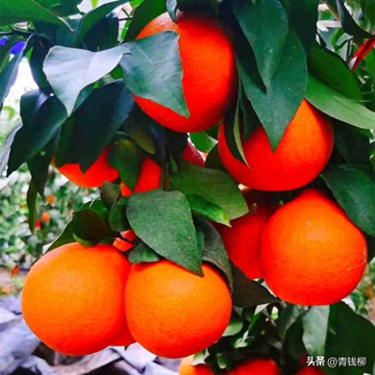 平阳红美人柑橘栽培技术，适合避雨优质高效栽培