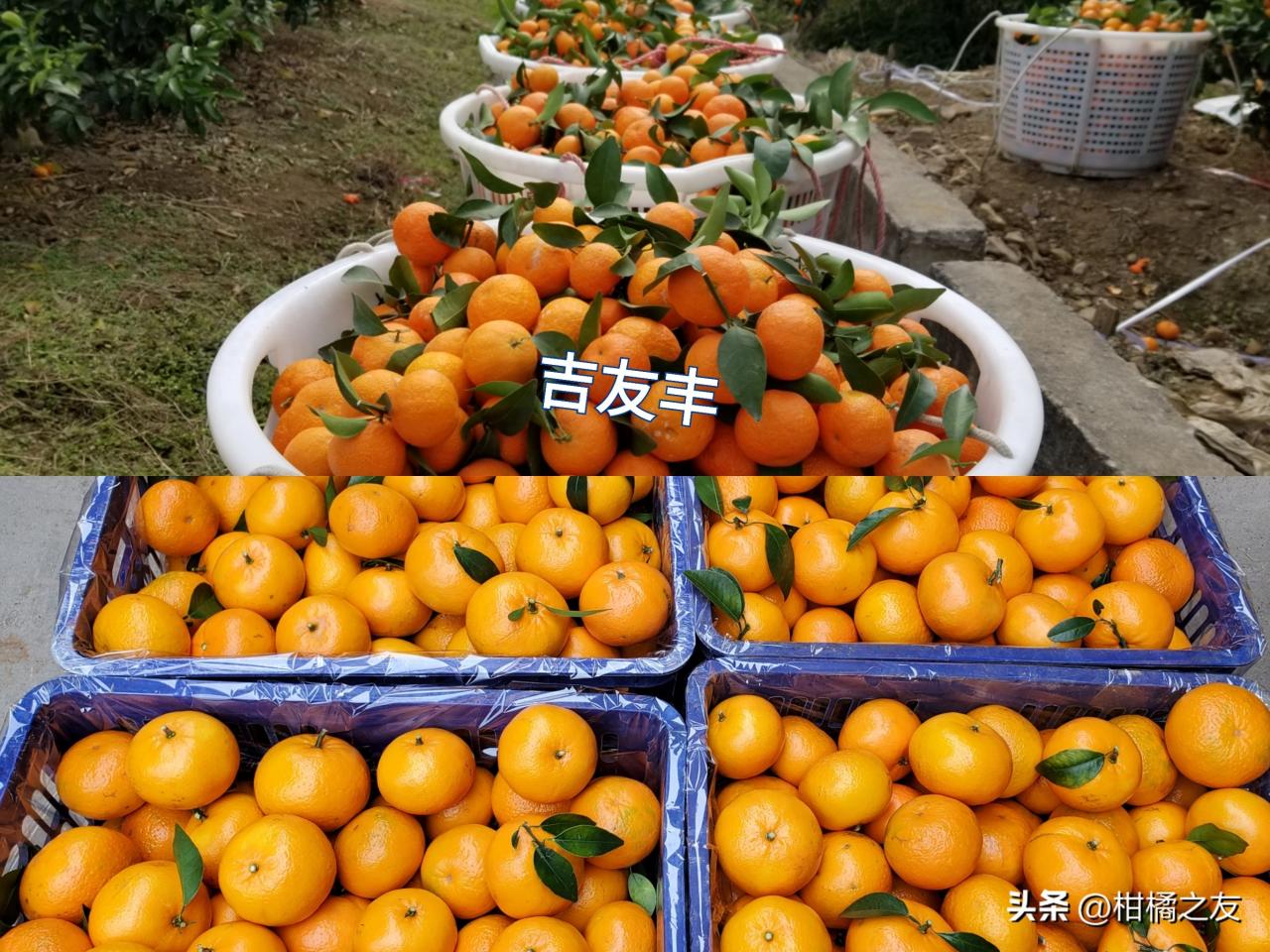 柑橘果园投入与利润情况，每亩需投入多少？
