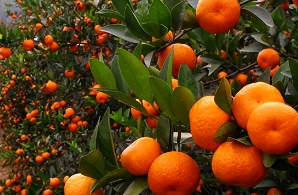 柑橘种植户如何应对困境和突破？提高技术水平、调整品种结构拓展销售渠道、加强品牌建设是关键