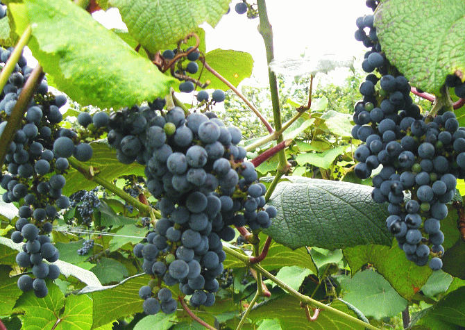 山葡萄的好处及用途，品味原生态的山葡萄酒