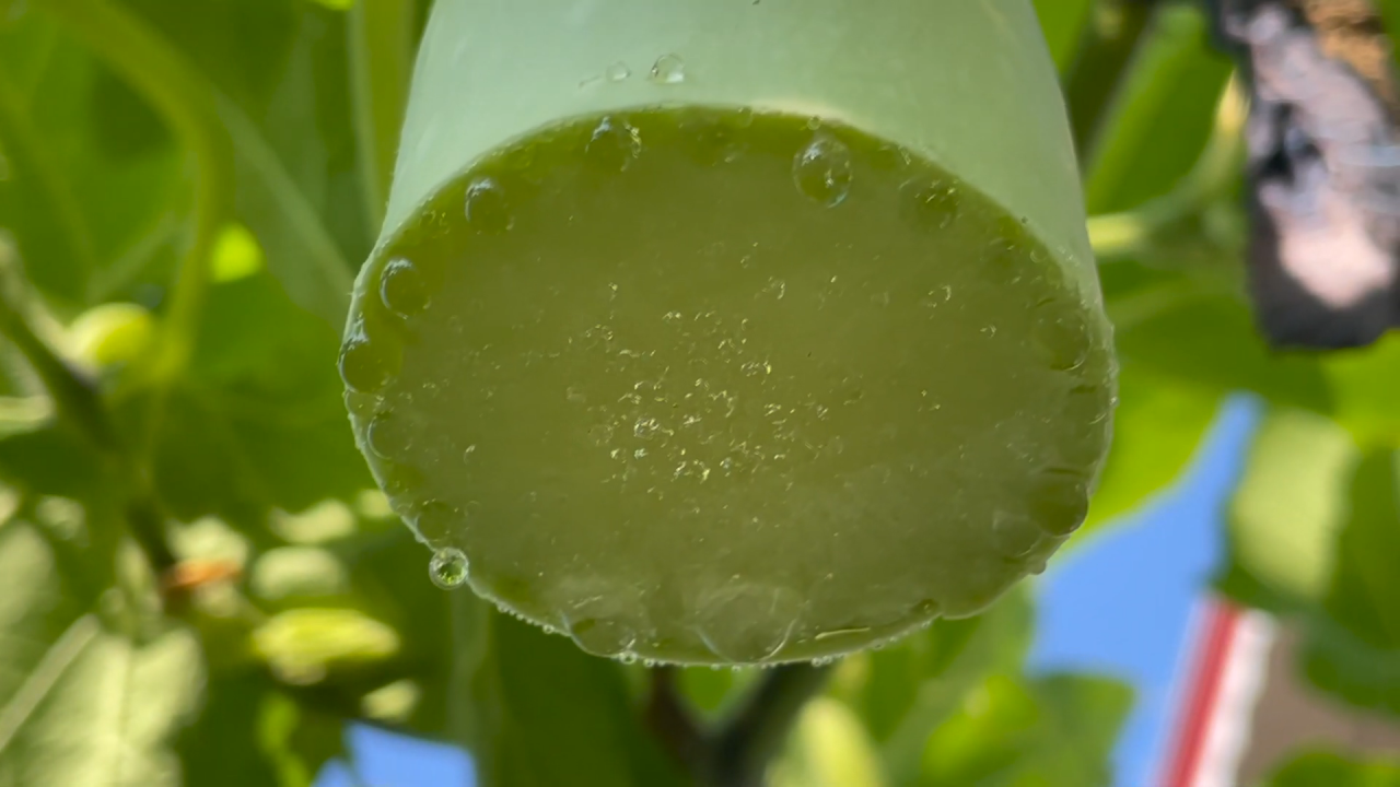 砍瓜是什么蔬菜？如何种植砍瓜？砍瓜的食用价值和砍瓜的生长速度有多快？