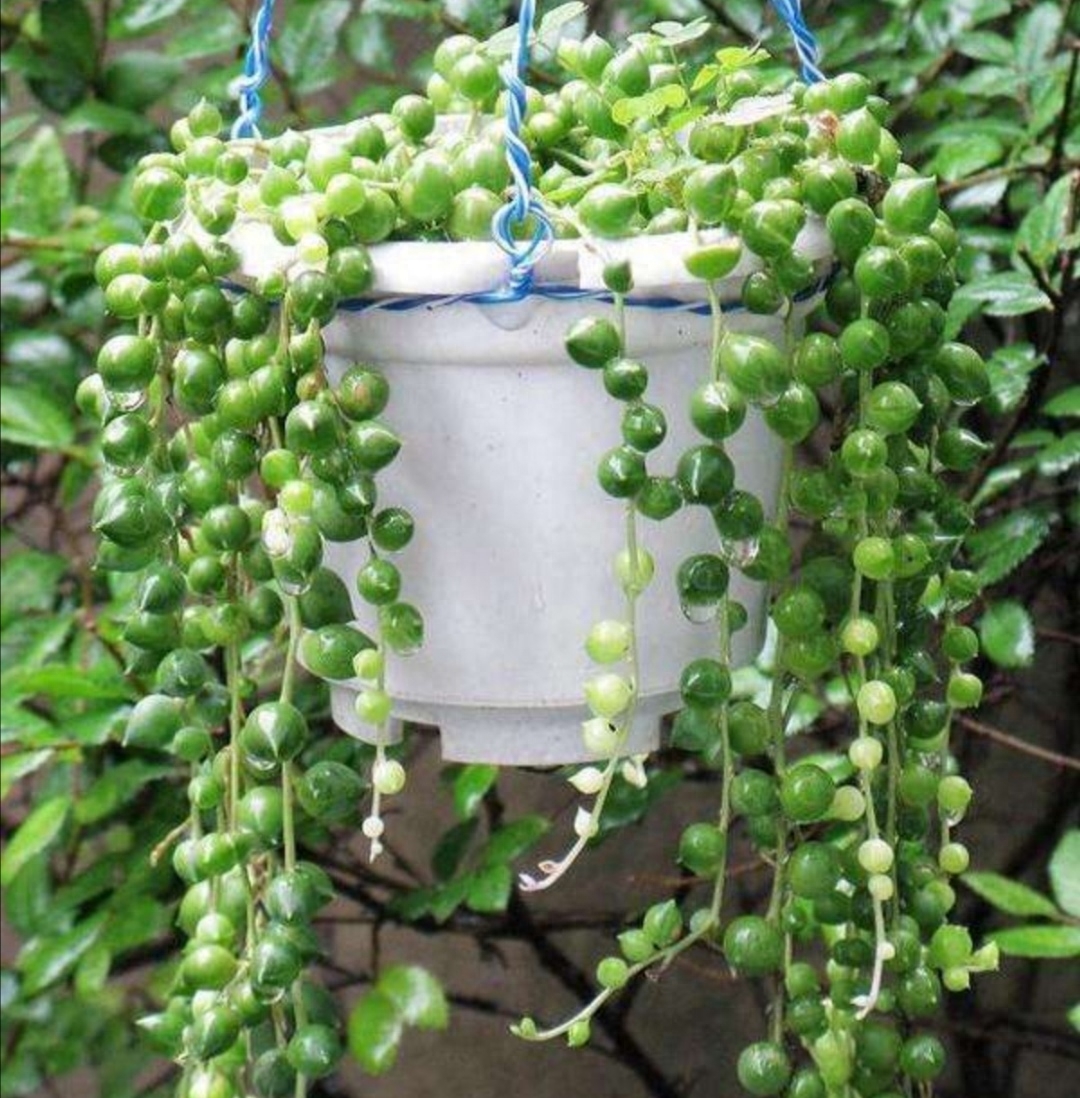 珍珠吊兰养殖技巧：如何才能爆盆生长，提供充足养分和适宜光照
