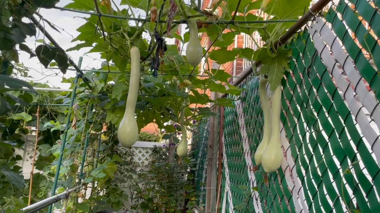 砍瓜是什么蔬菜？如何种植砍瓜？砍瓜的食用价值和砍瓜的生长速度有多快？