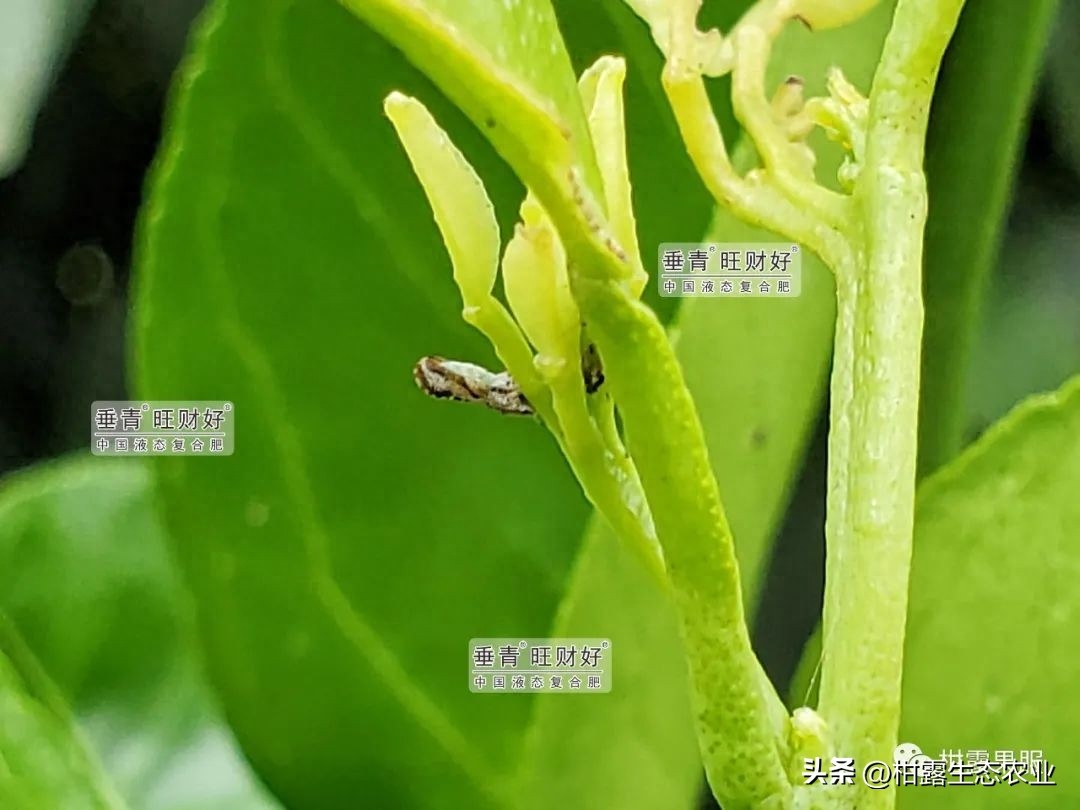 木虱防治指南，教你如何有效防控木虱爆发，保护柑橘产业发展