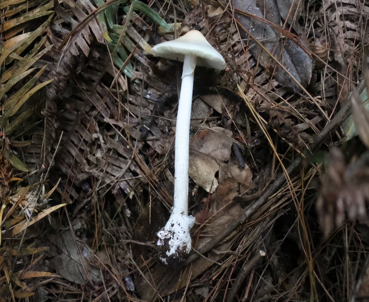秋季蘑菇采摘注意事项及毒蘑菇中毒防控方法