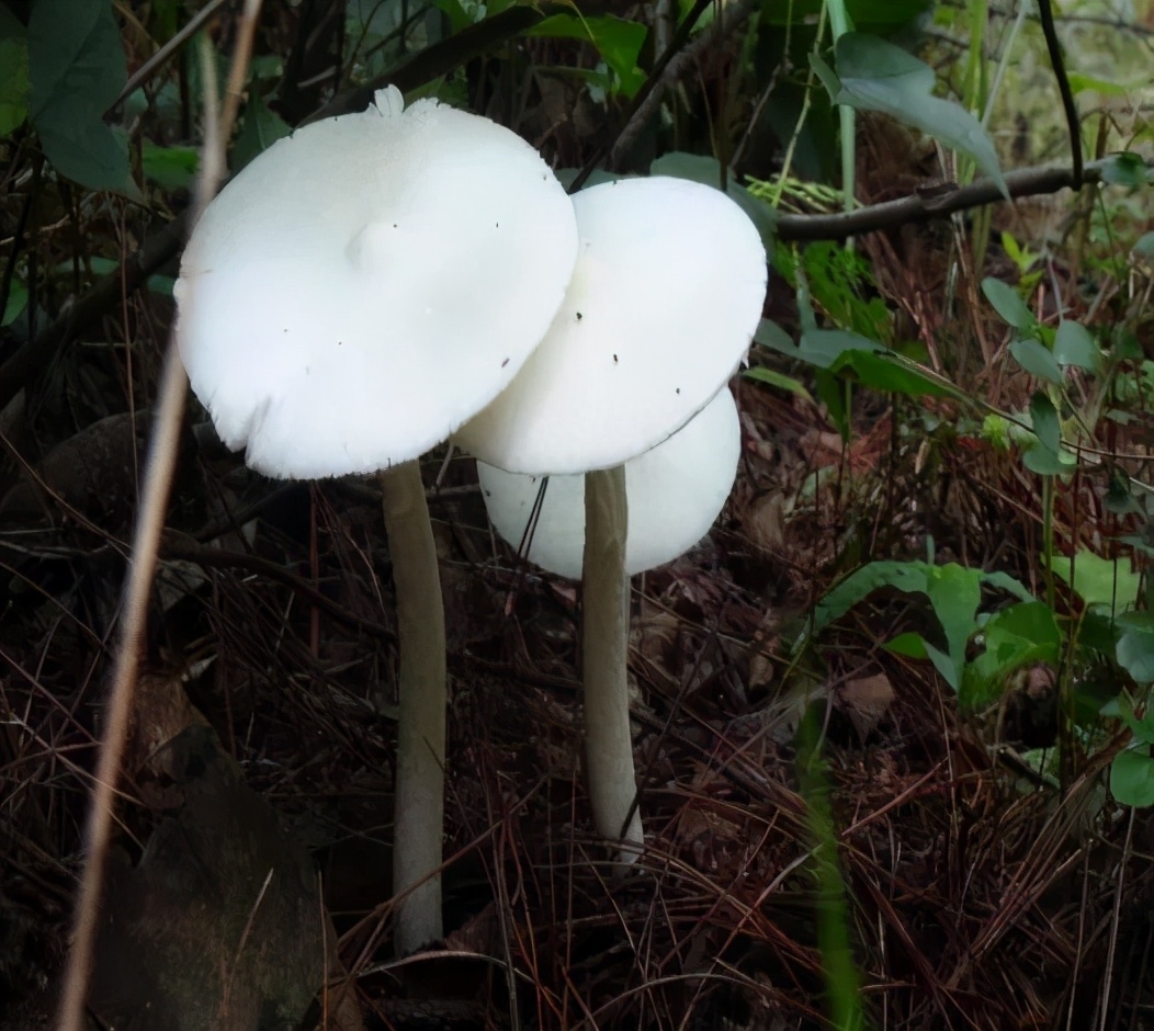 秋季蘑菇采摘注意事项及毒蘑菇中毒防控方法