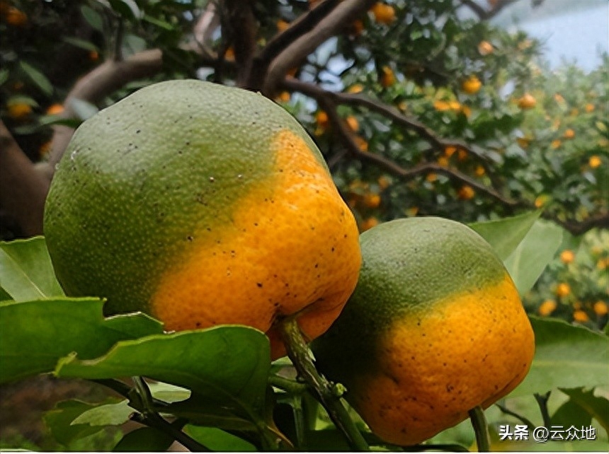 柑橘黄龙病防控技术培训现场会，助力柑橘产业发展