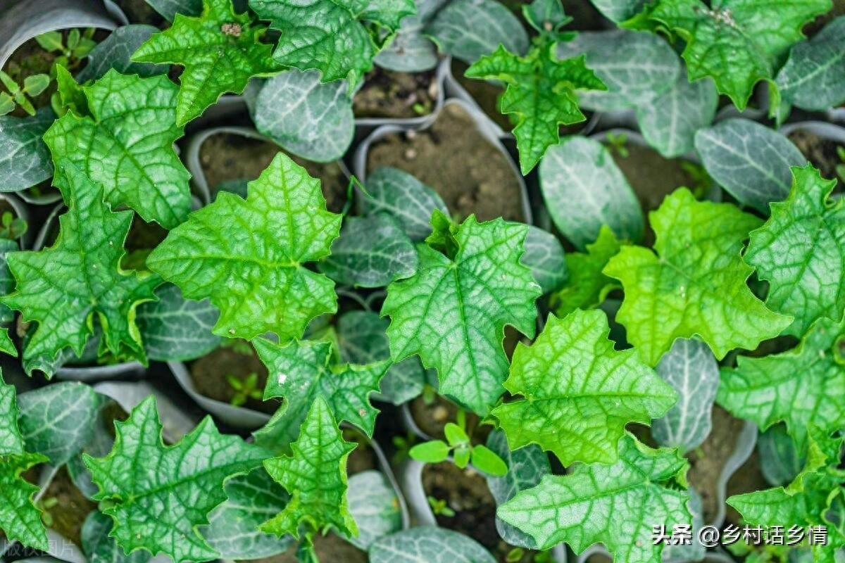 常见蔬菜种子发芽温度及催芽方法，蔬菜种植秘诀分享