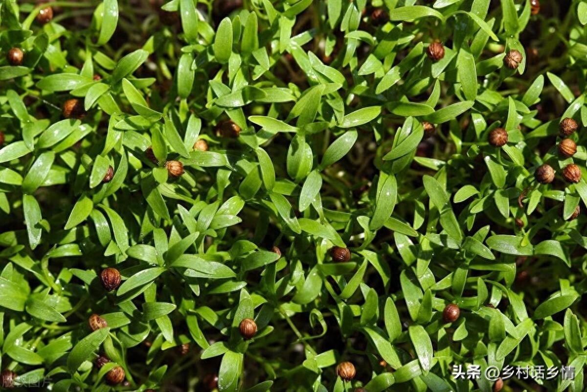 常见蔬菜种子发芽温度及催芽方法，蔬菜种植秘诀分享