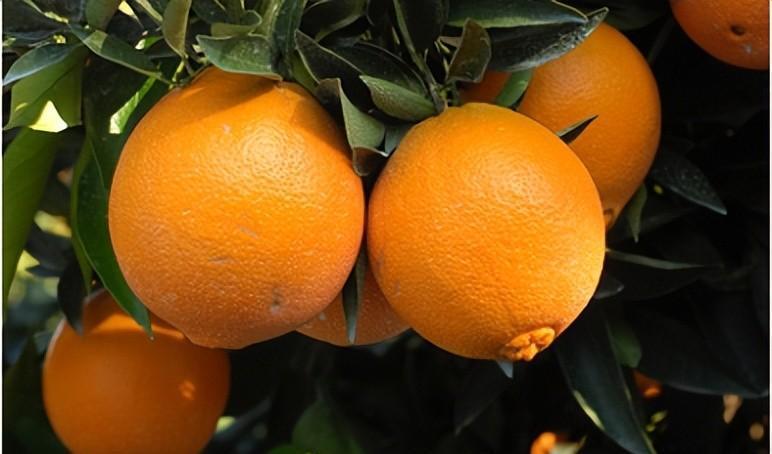 湖北秭归县的柑橘奇迹：探秘“九月红”和“宗橙”