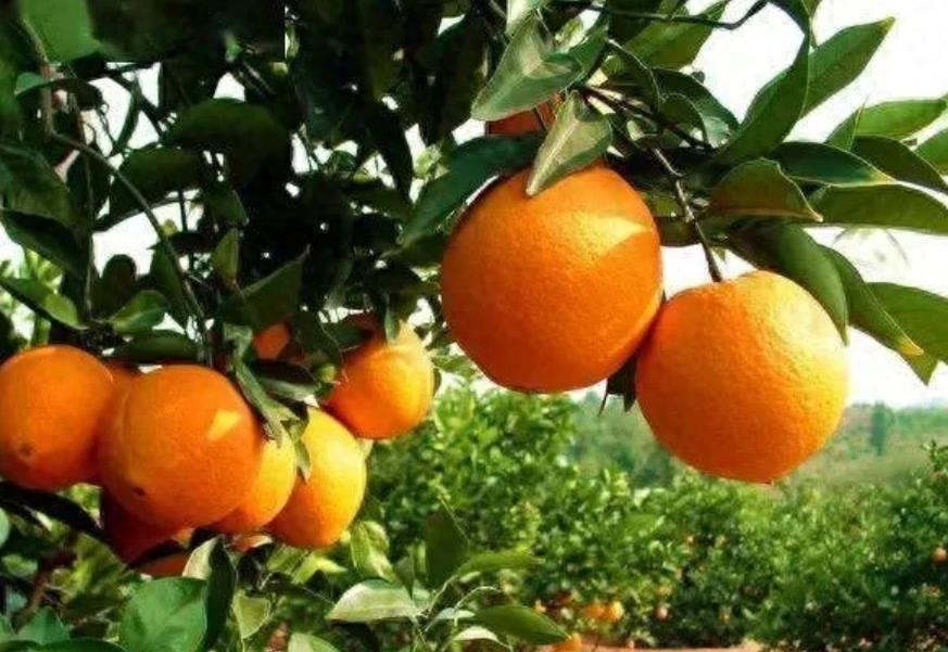 赣南地区成全球最大脐橙种植区，年产量超百万吨！赣州、会昌、石城等成新主产区-安远脐橙
