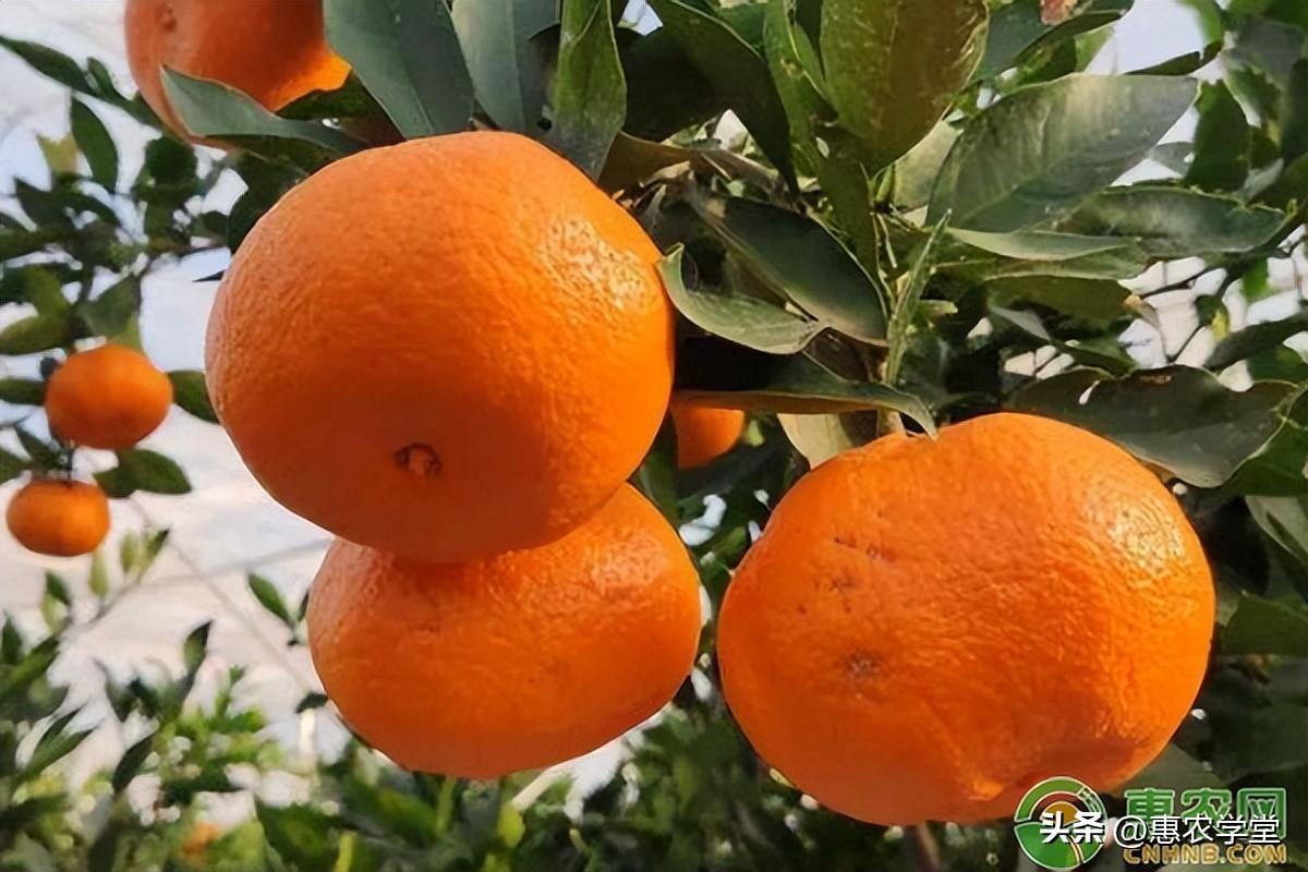宁波象山红美人柑橘价格行情、产地和特点详解