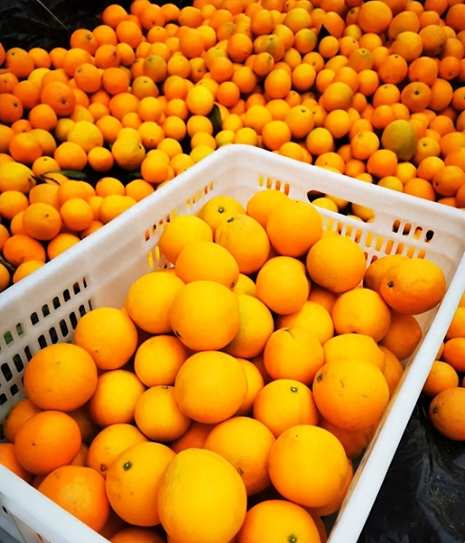 赣南脐橙丰收时刻已定！赣州市果业发展中心确定11月1日采摘