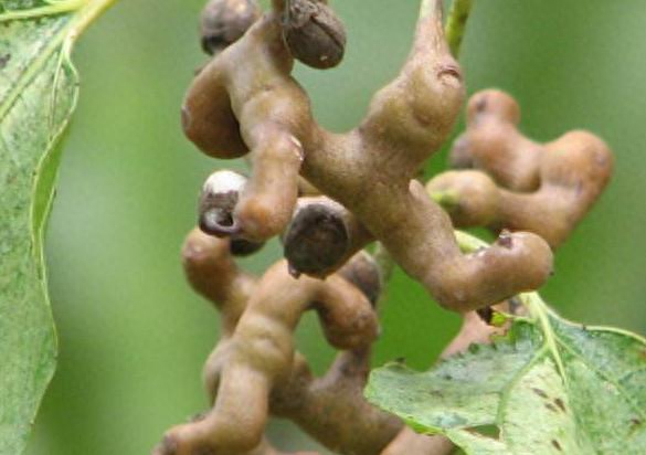 拐枣树的种植和用途，你了解多少？