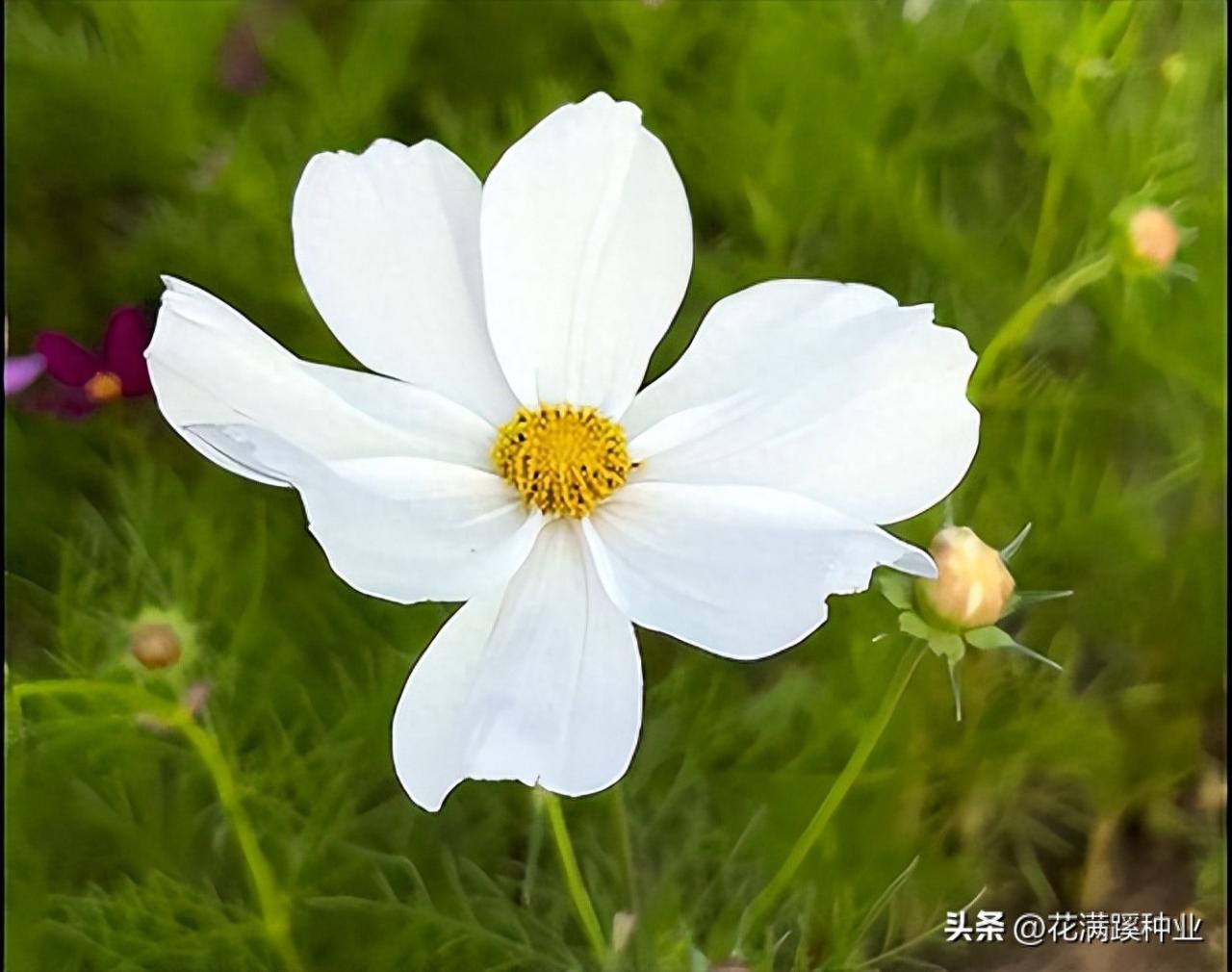 图片[2]-波斯菊种植方法大揭秘！适合北方种植的美丽花卉，如何栽培繁衍？-安远脐橙网-江西赣南脐橙批发、零售、代理综合信息平台