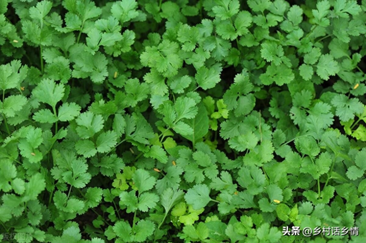 常见蔬菜种子发芽温度及催芽方法，蔬菜种植秘诀分享