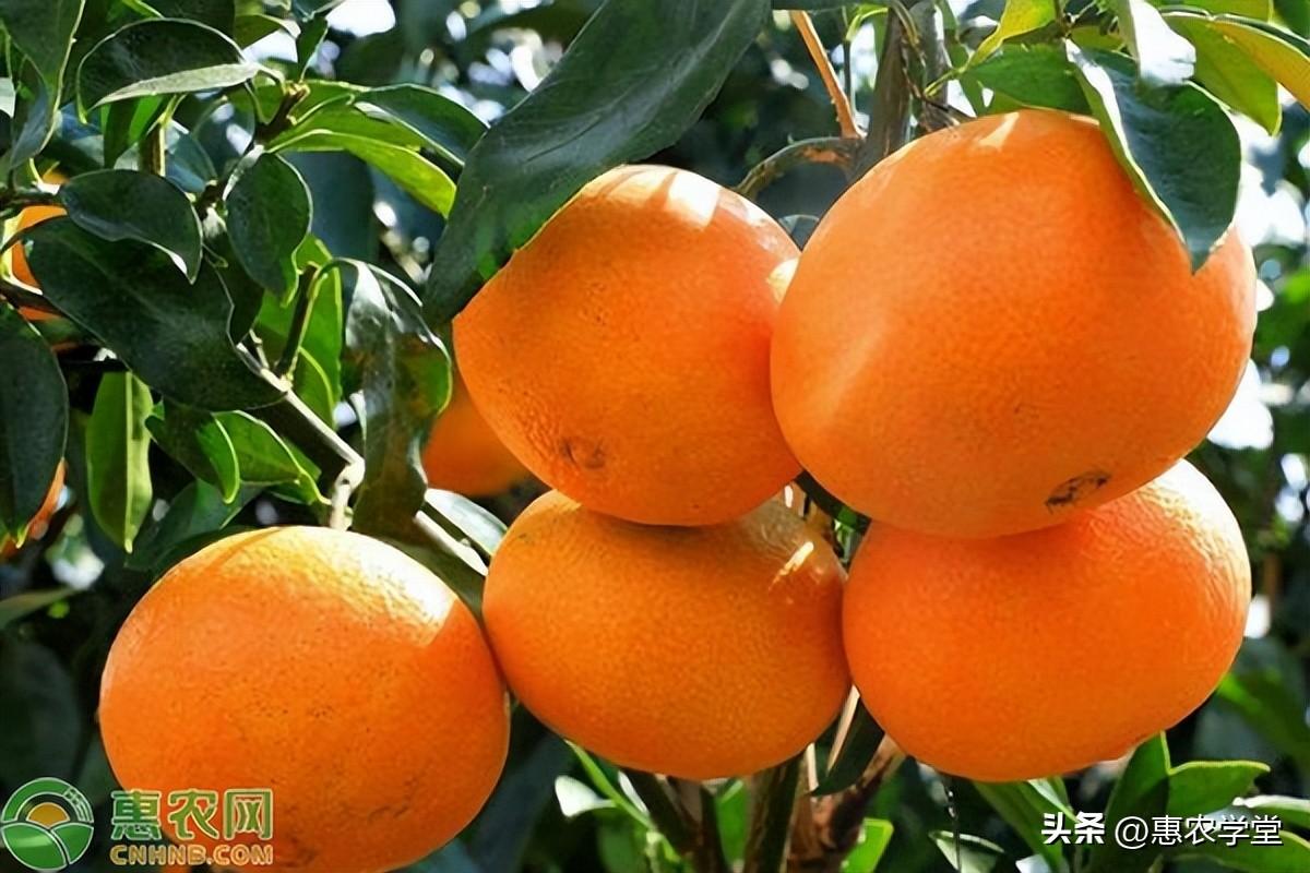 宁波象山红美人柑橘价格行情、产地和特点详解