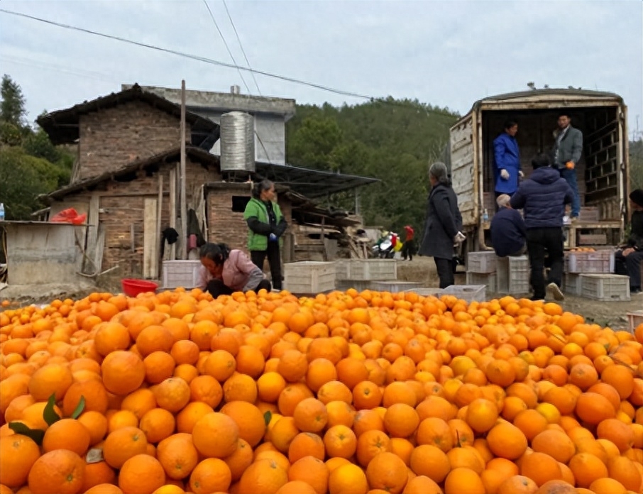 赣南脐橙丰收时刻已定！赣州市果业发展中心确定11月1日采摘