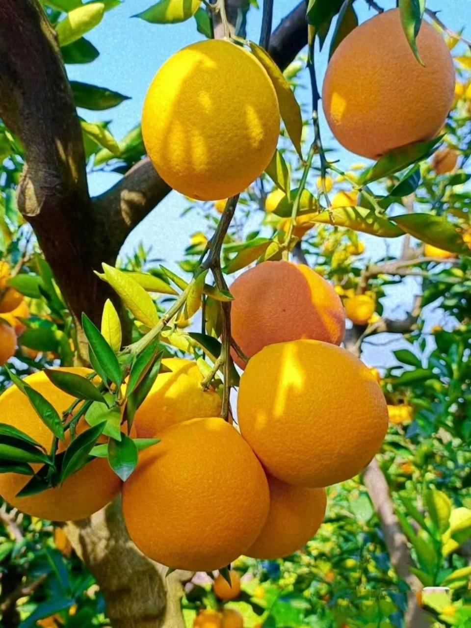 赣南脐橙：秋天的丰收与美好，家乡骄傲的水果名片-安远脐橙