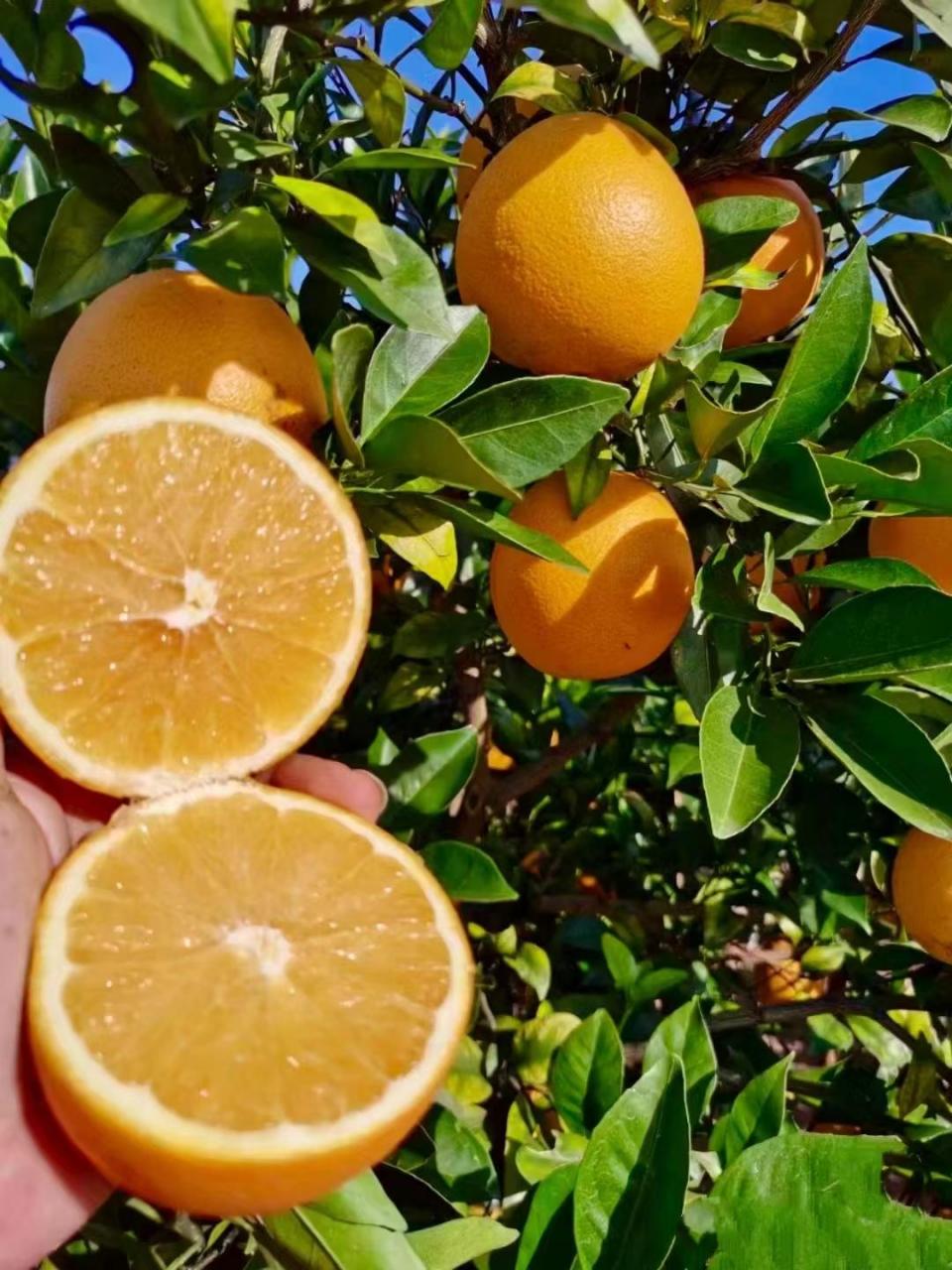 图片[2]-赣南脐橙：秋天的丰收与美好，家乡骄傲的水果名片-安远脐橙