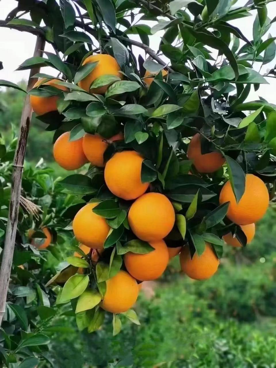 图片[4]-赣南脐橙：秋天的丰收与美好，家乡骄傲的水果名片-安远脐橙