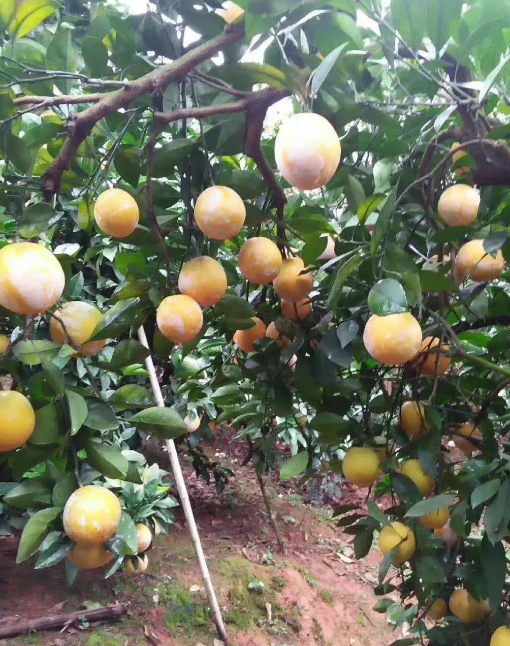 赣南脐橙采摘季节揭秘，品质口感更佳，带动当地经济发展