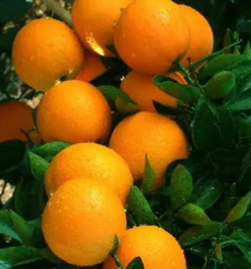 迎接冬季，来看看赣州脐橙的营养和价格