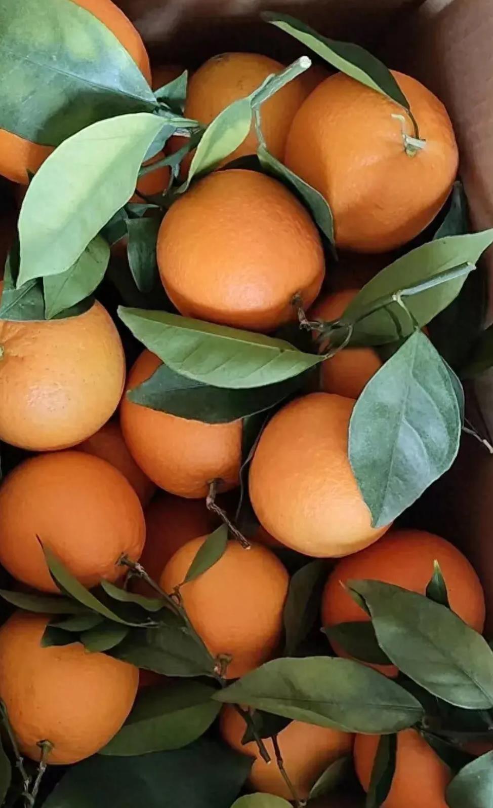 赣南脐橙：江西南部特产，口感鲜美，营养丰富，种植历史悠久-安远脐橙