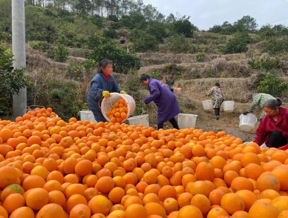 赣南脐橙丰收季，金黄灯笼点亮馋嘴食客的冬日甜蜜