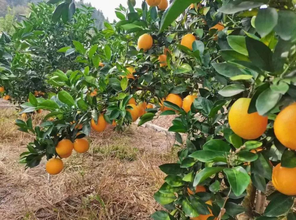 赣南脐橙丰收季，金黄灯笼点亮馋嘴食客的冬日甜蜜