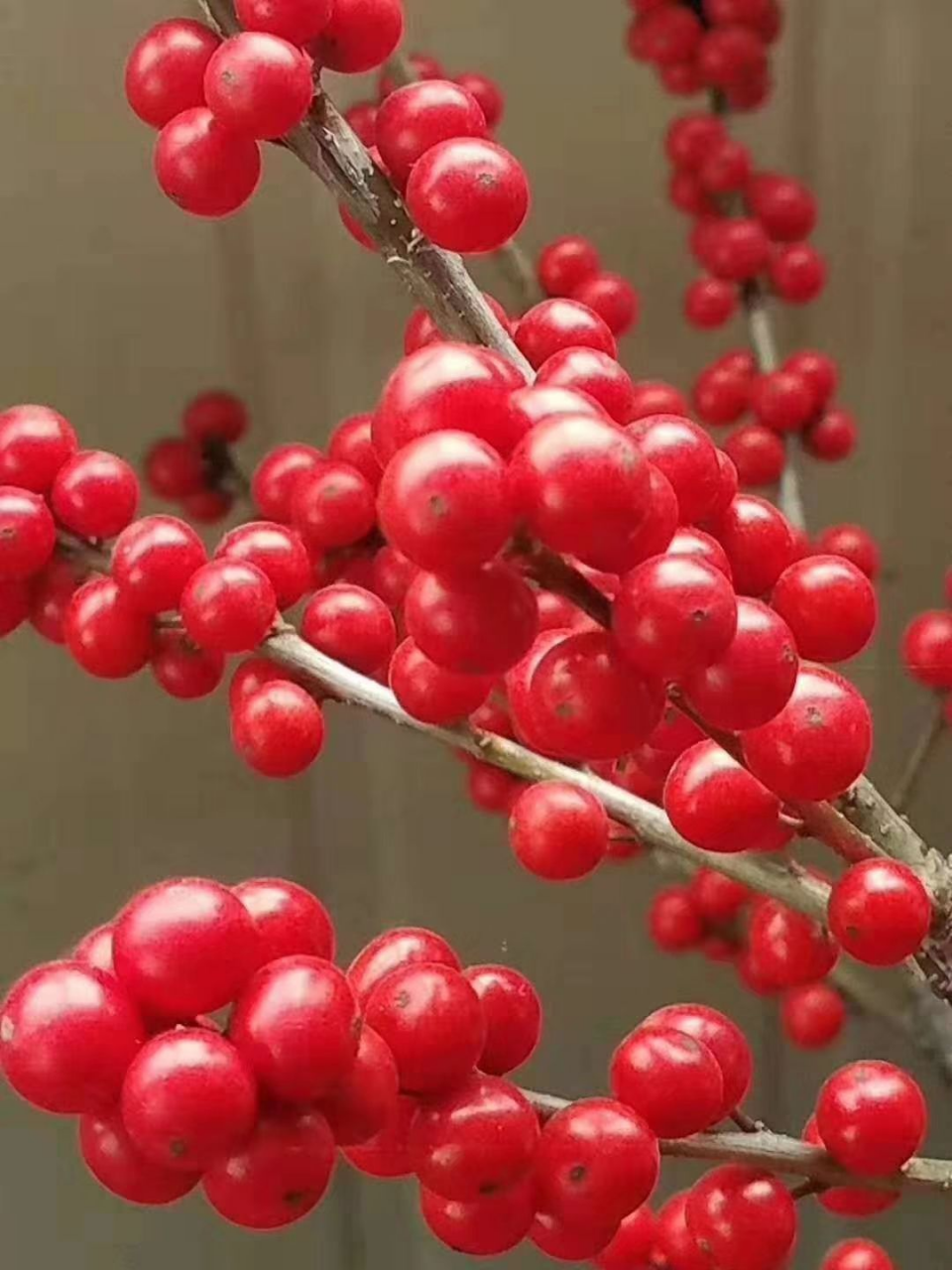 红果冬青：12月开始挂果，至少200天，观赏和绿化双丰收！