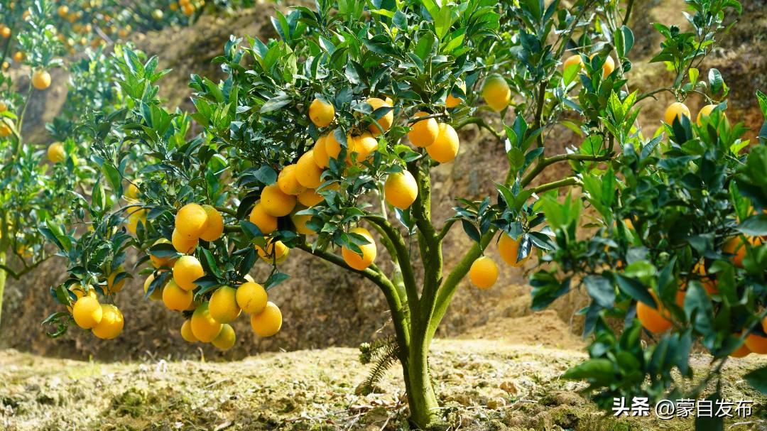 期路白苗族乡脐橙产业助力乡村振兴，魏橙成为致富树