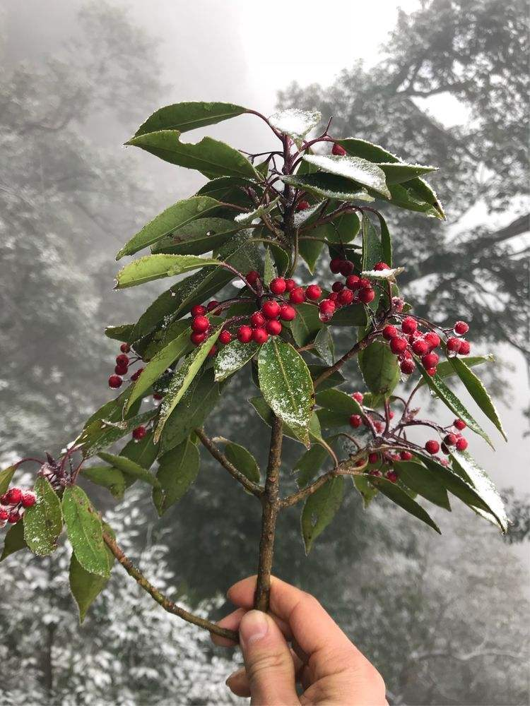 红果冬青：12月开始挂果，至少200天，观赏和绿化双丰收！