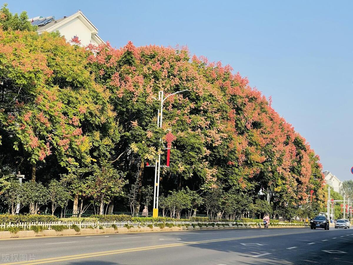 图片[3]-白蜡、法桐、栾树园林树木全解析！分布范围和景观价值一览-安远脐橙网-江西赣南脐橙批发、零售、代理综合信息平台