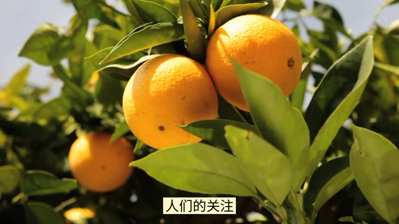 成功种植脐橙的关键技巧与选址要点，湖南衡南赤土村的成功经验分享-安远脐橙