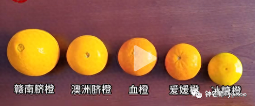 赣南脐橙（纽荷尔）：外观美味美且富含营养，选购技巧和功效详解-安远脐橙