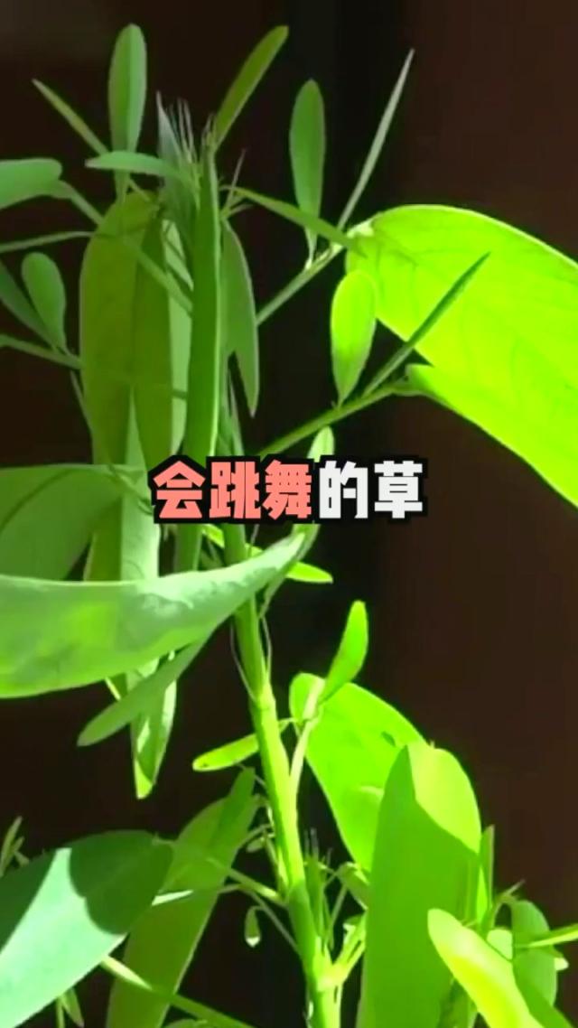 大自然的奇迹：探秘植物王国中的10种令人惊叹奇观