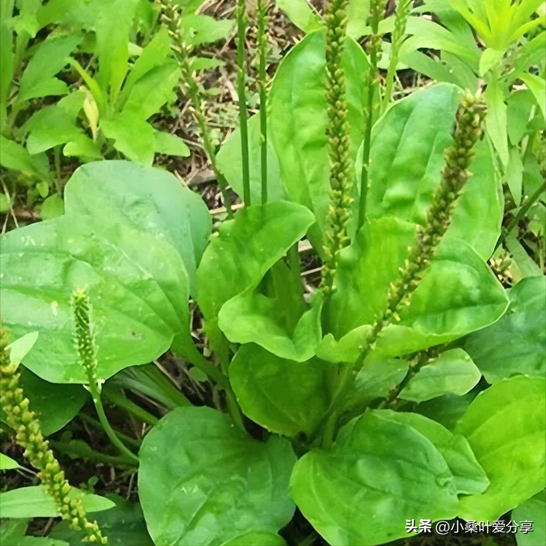 农村宝物！车前草的妙用，解锁省钱健康新方式！