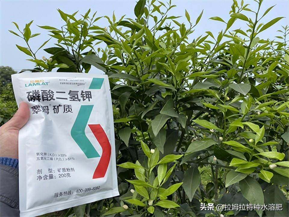 柑橘种植管理要点，使用翠姆磷酸二氢钾预防裂果、控制梢生长、预防青苔和日灼