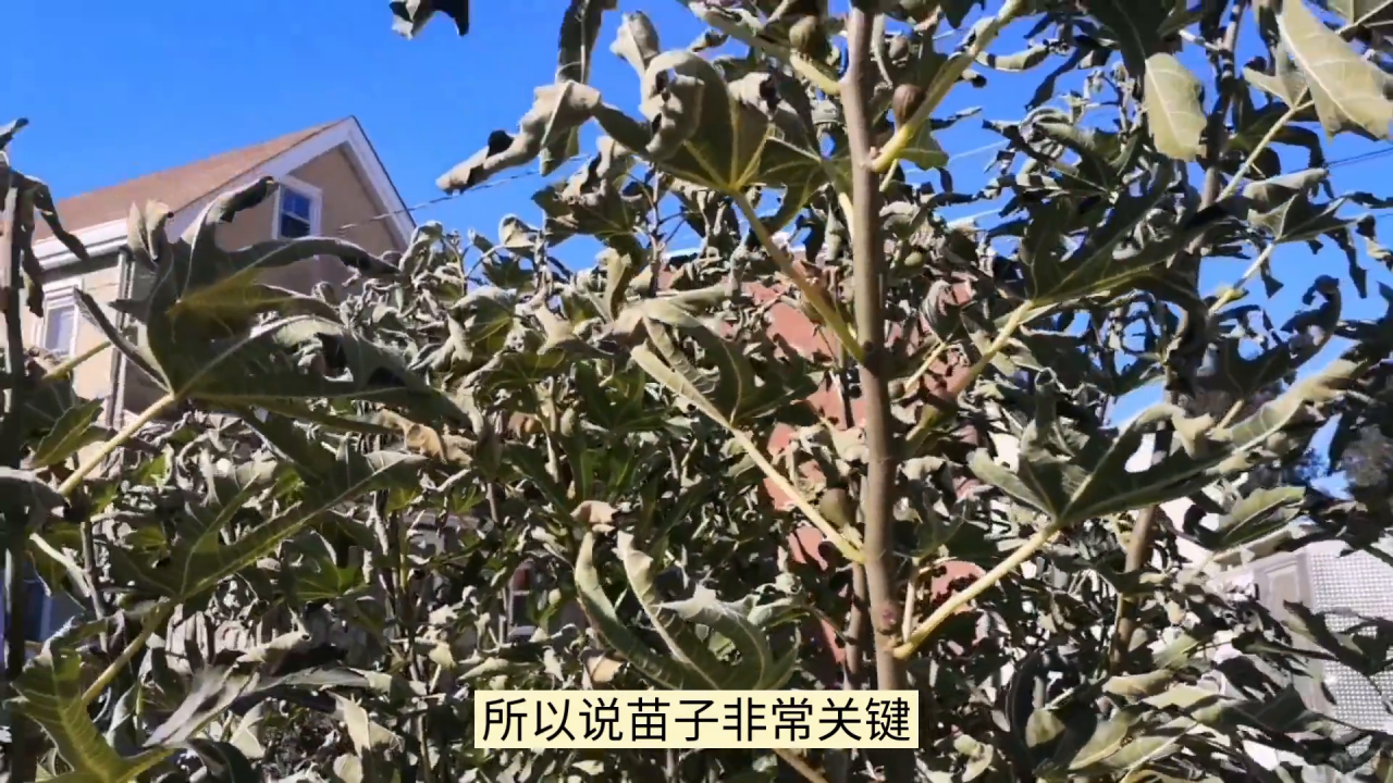 成功种植脐橙的关键技巧与选址要点，湖南衡南赤土村的成功经验分享