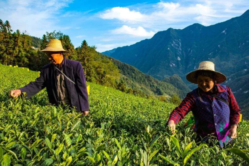 果树种植决策：新品种引进、挖大穴与种植密度的选择与果树管理