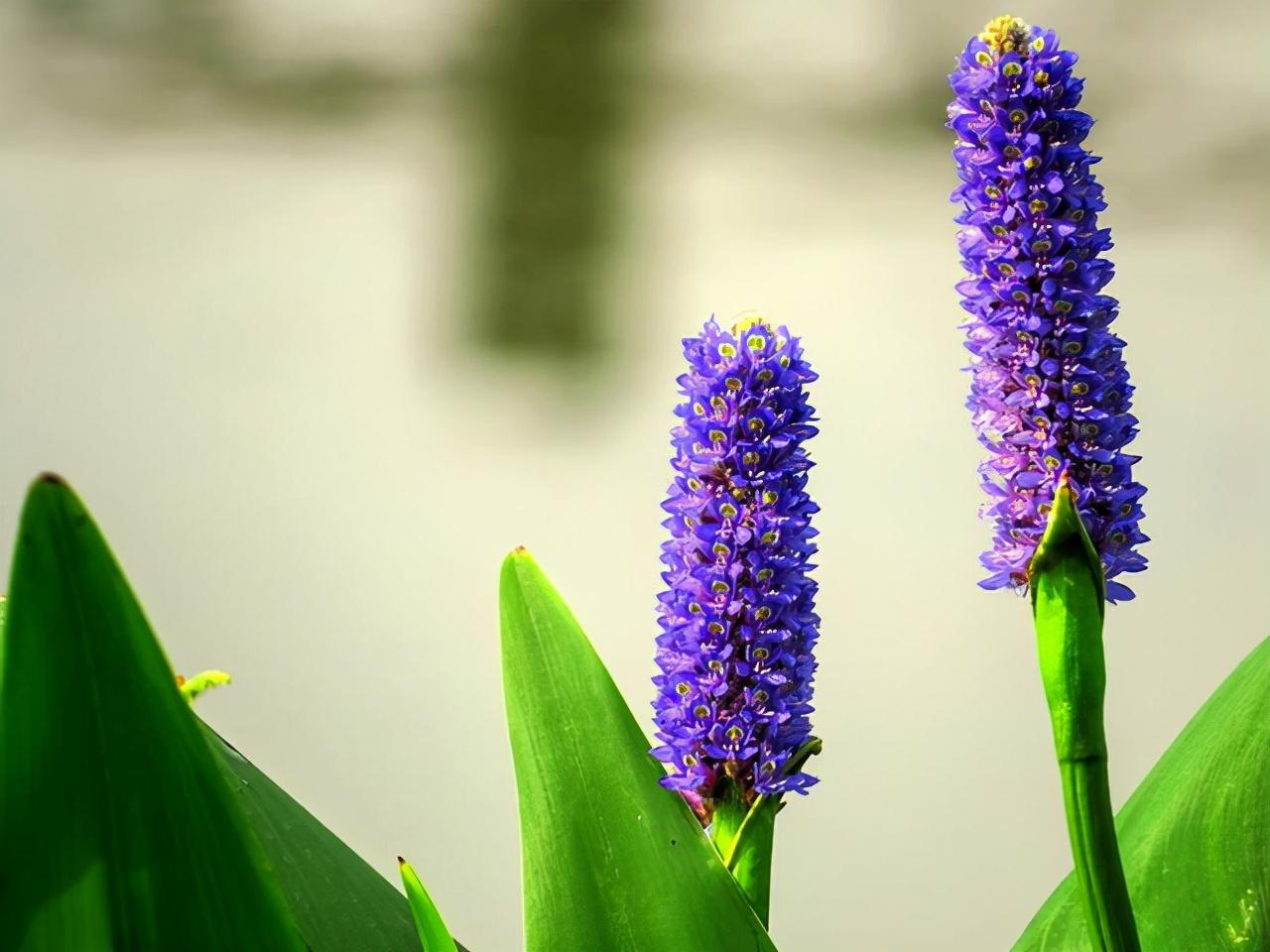 植物撞脸大揭秘！再力花VS梭鱼草、紫珠草VS杜虹花、文殊兰VS蜘蛛兰